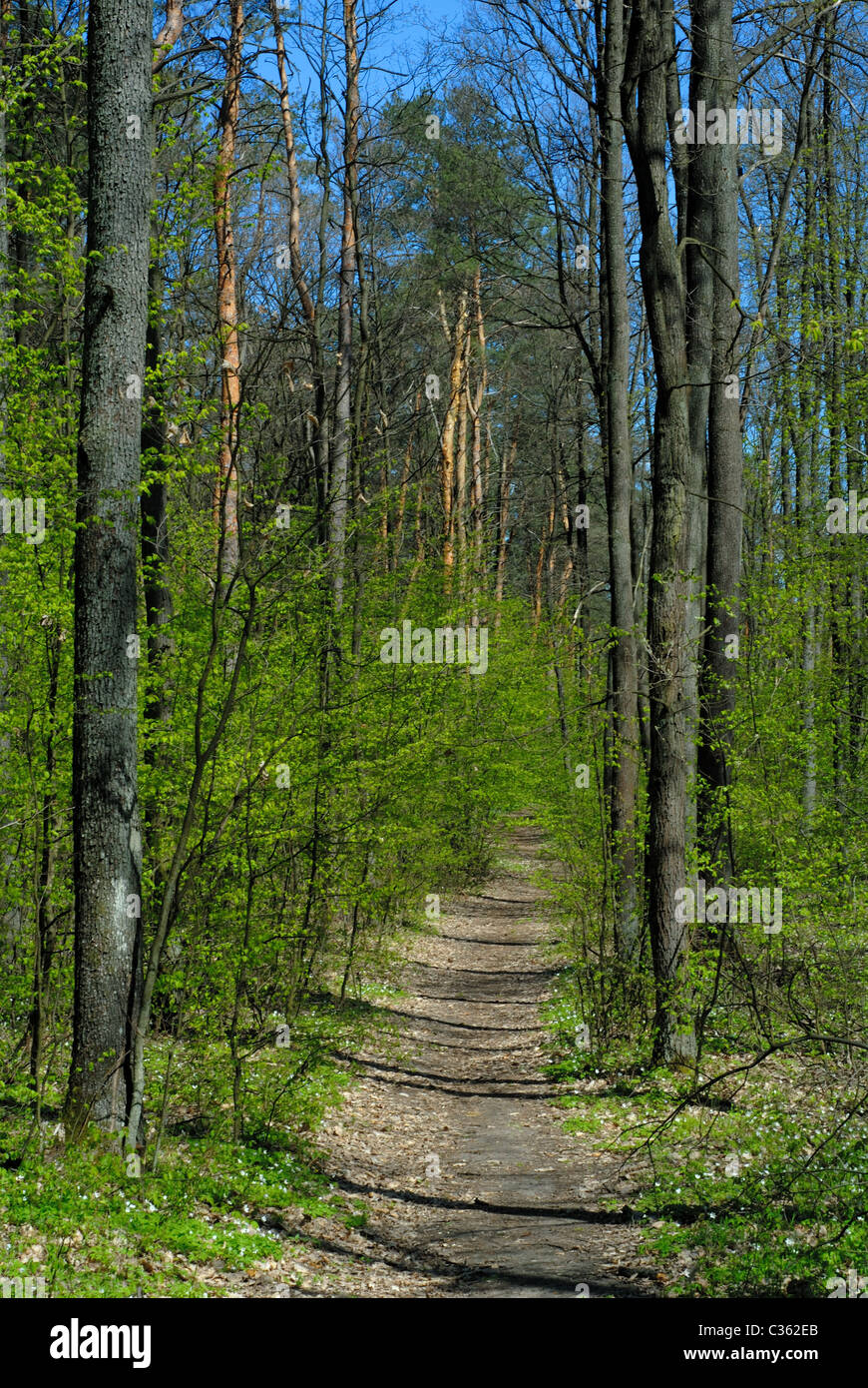Molla in una foresta Foto Stock