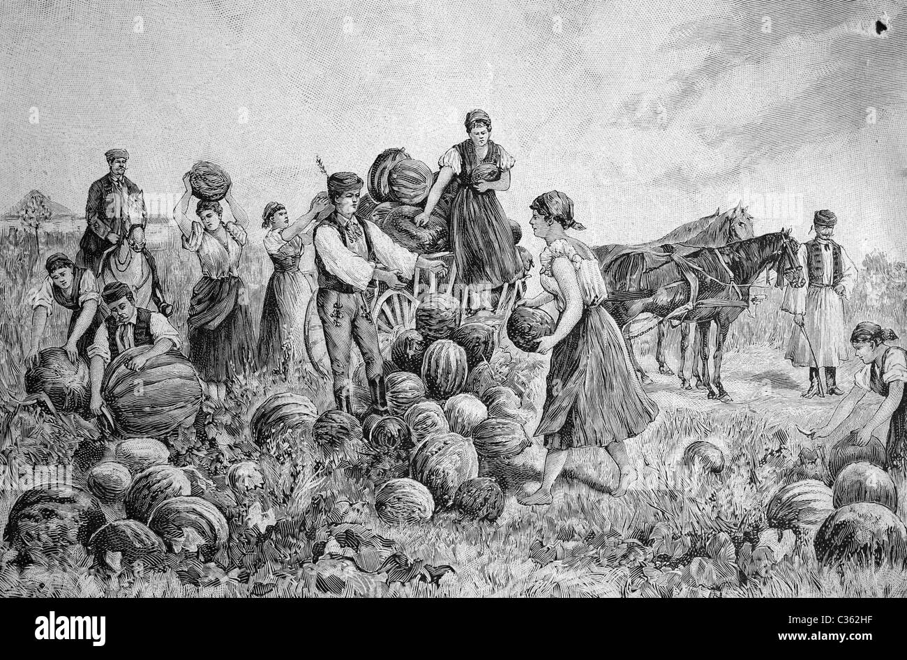 Raccolto di zucca in Ungheria, illustrazione storico circa 1893 Foto Stock