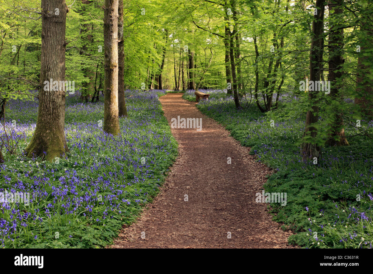 Arlington bluebell a piedi, Bates Green Farm di Arlington, East Sussex Foto Stock