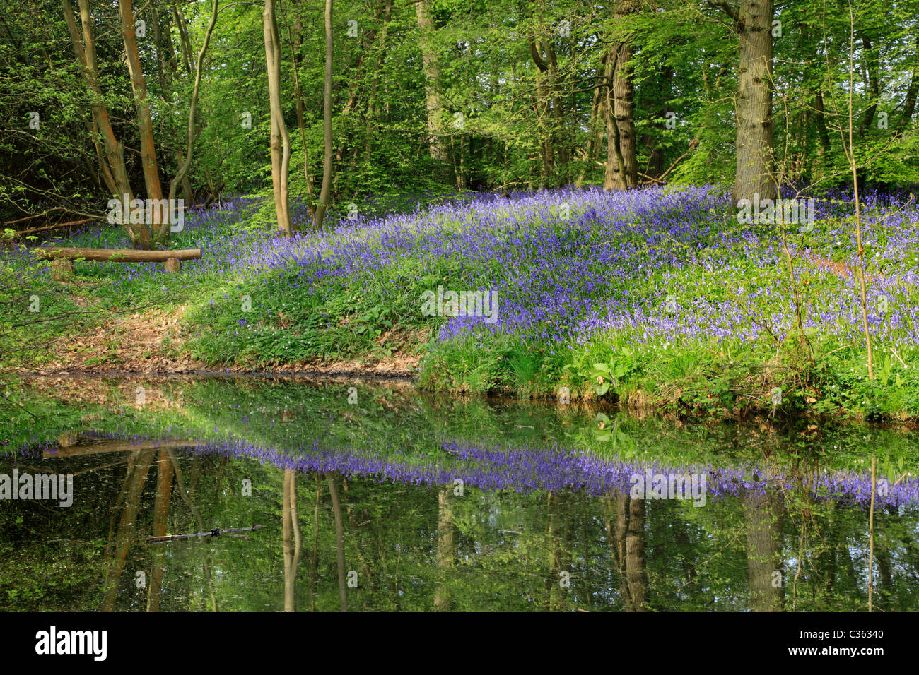 Bluebell riflesso in uno stagno, Arlington bluebell a piedi, Bates Green Farm di Arlington, East Sussex Foto Stock