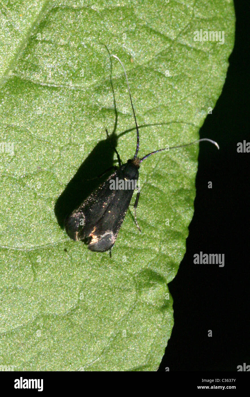 Longhorn Micro Moth, Cauchas fibulella (Adela fibulella), Adelidae. Foto Stock