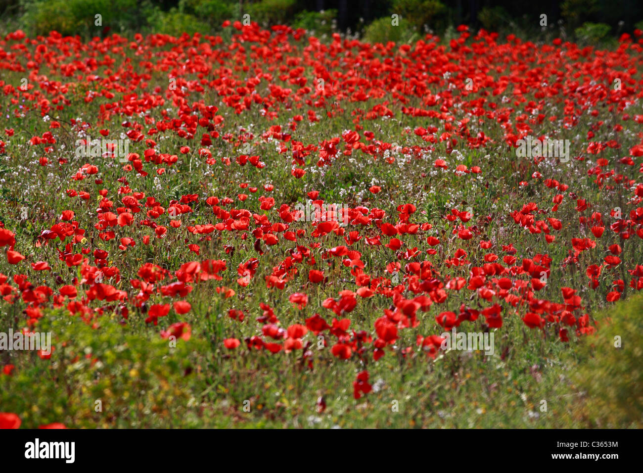 Vista generale di un campo di semi di papavero Foto Stock