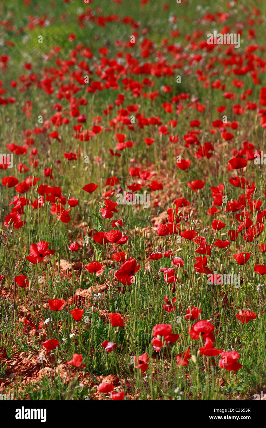 Vista generale di un campo di semi di papavero Foto Stock
