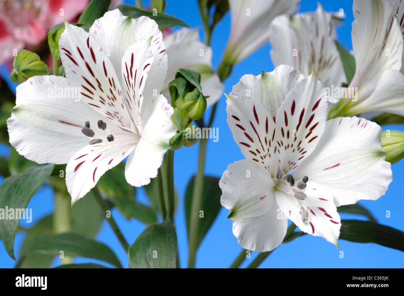Close-up di bianco fiori alstroemeria Gigli del Inca o peruviana liliies su sky sfondo blu Foto Stock