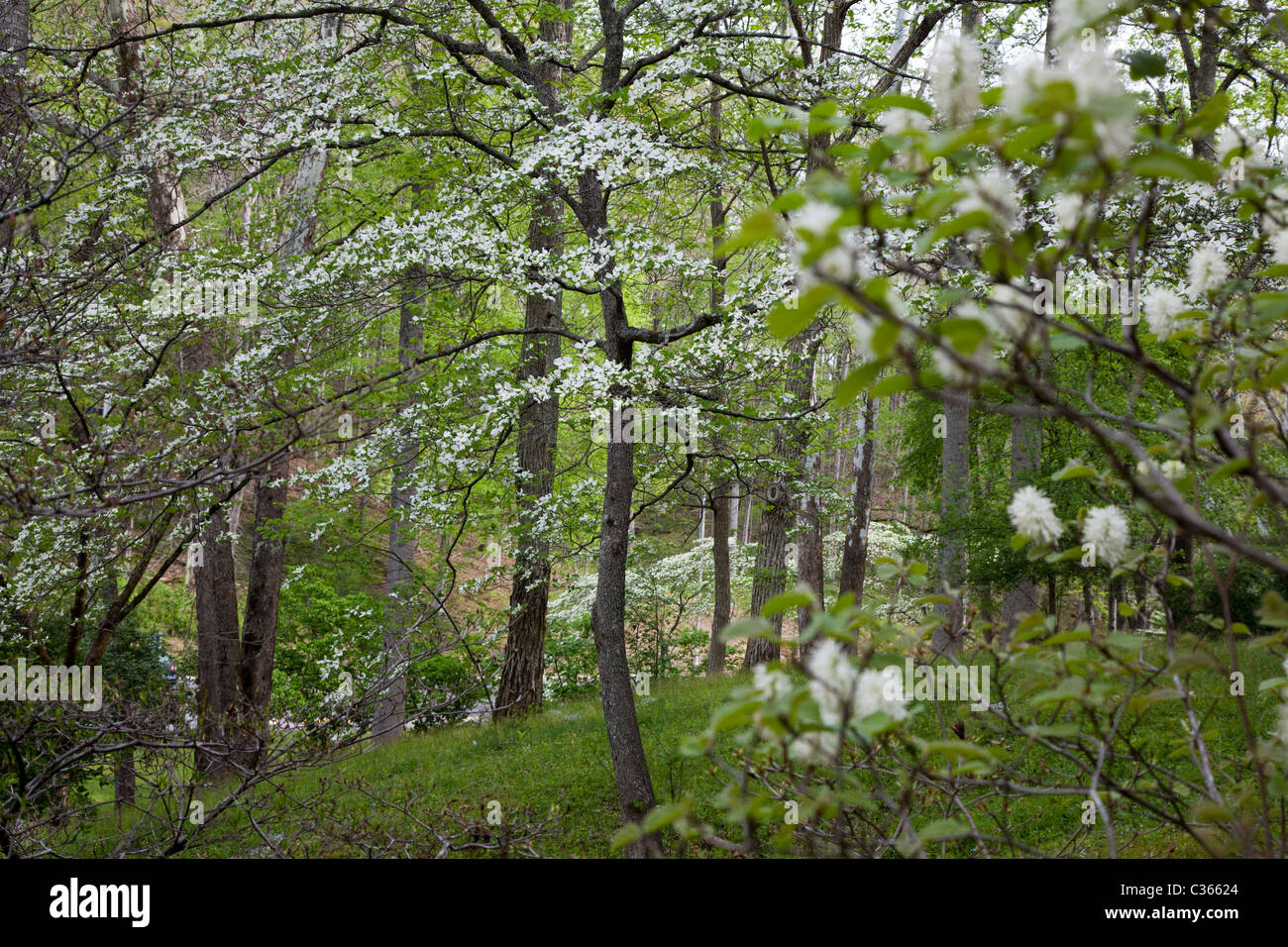 Oak Ridge, Tennessee - Sanguinello blooming presso la University of Tennessee Arboretum. Foto Stock