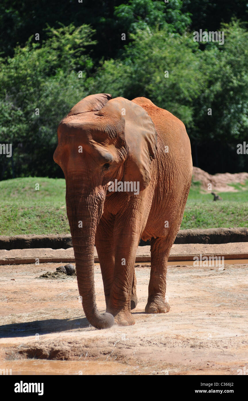 Un elefante africano è coperto di rosso sporco Foto Stock