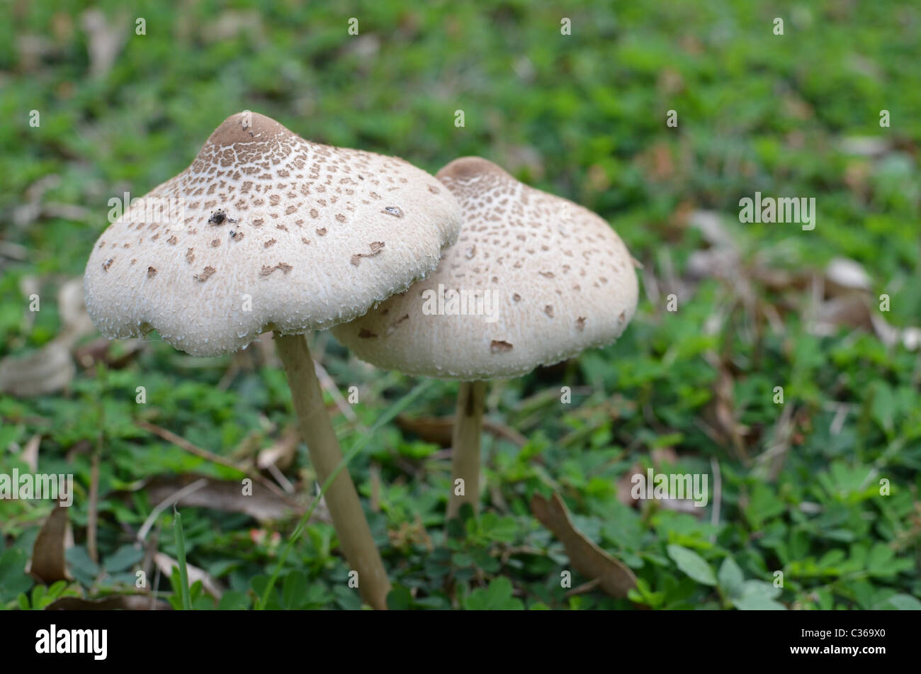 Una coppia di toadstools accanto alla carreggiata in D'Agular varia nel Queensland, in Australia. Foto Stock