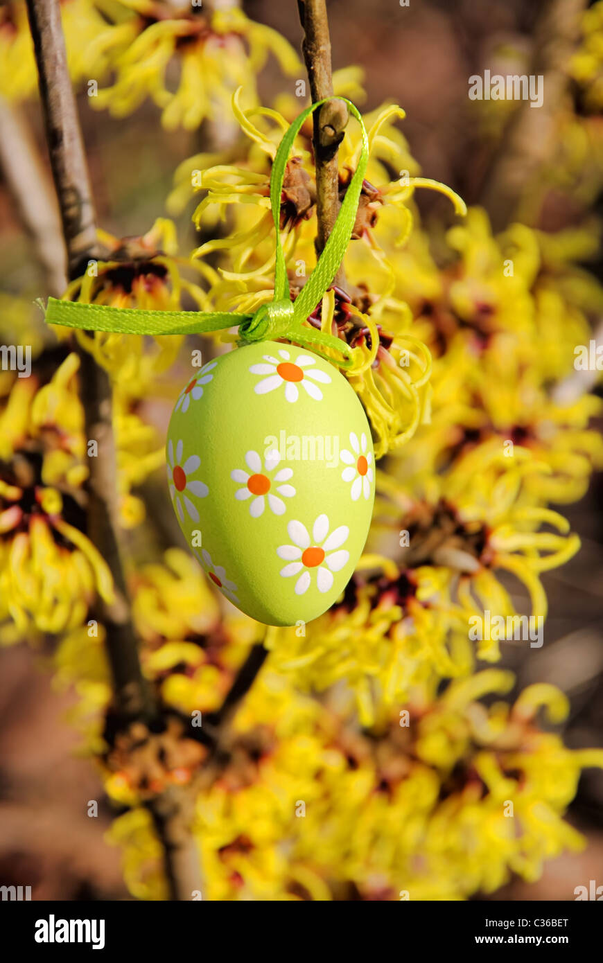 Osterstrauch Hamamelis - arbusto hamamelis nel tempo di Pasqua 06 Foto Stock