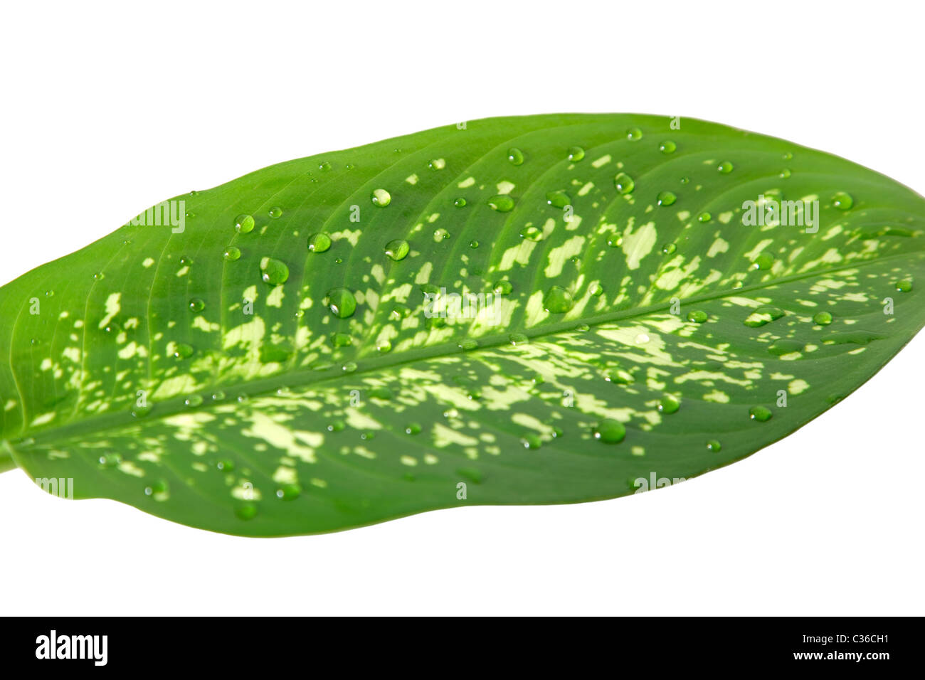 Primo piano di foglie verdi con gocce acqua Foto Stock