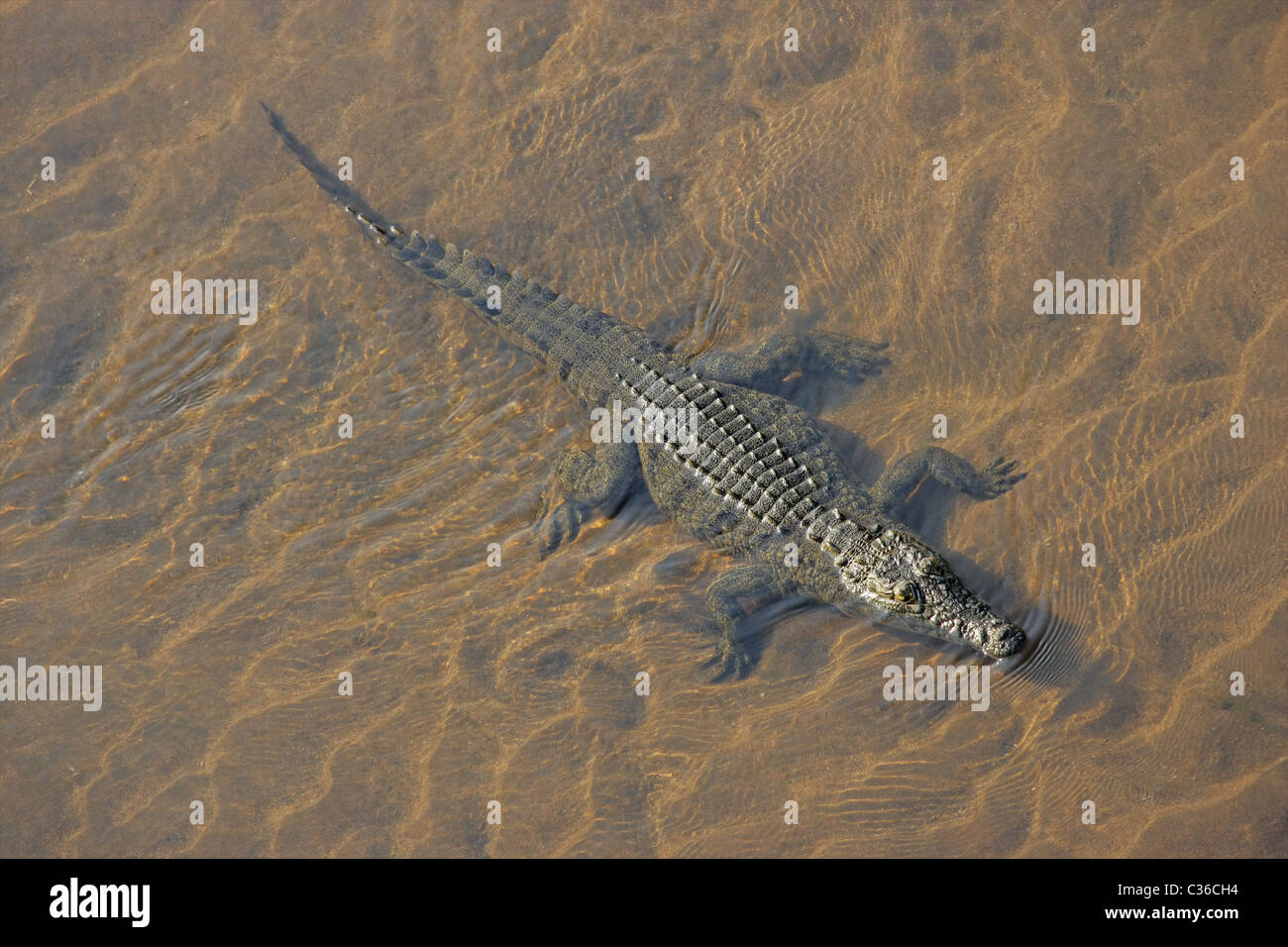 Coccodrillo del Nilo (Crocodylus niloticus) immerso in acqua fluente, Sud Africa Foto Stock