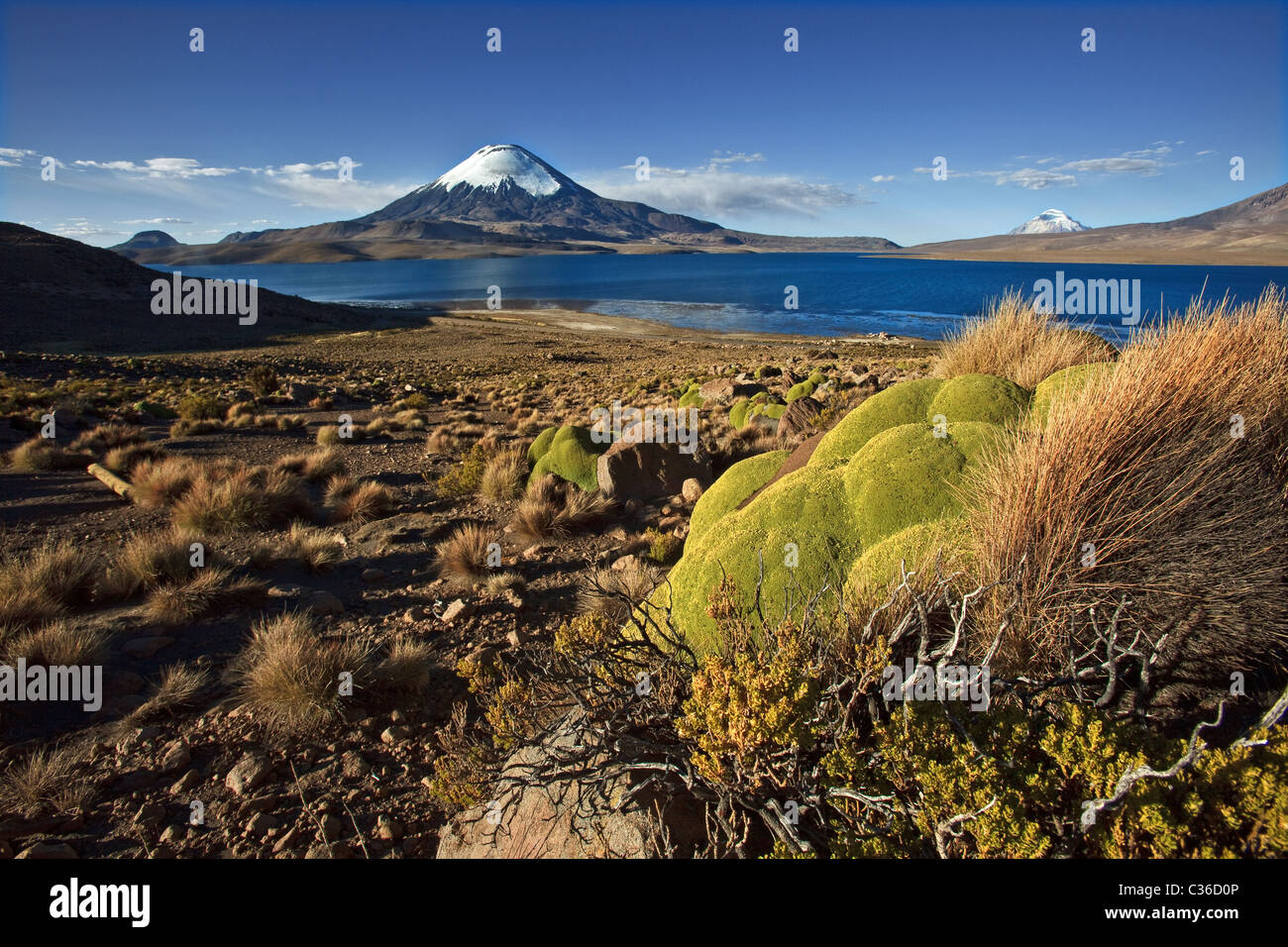 Lago Chungara (4500m),Lauca Parco Nazionale,Chili Foto Stock