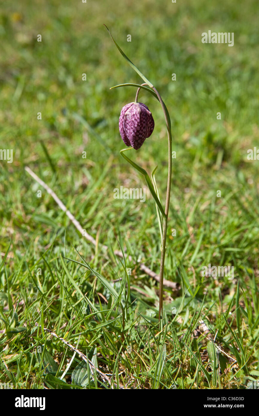 Testa di serpenti fritilliary fiore, Hampshire, Inghilterra. Foto Stock