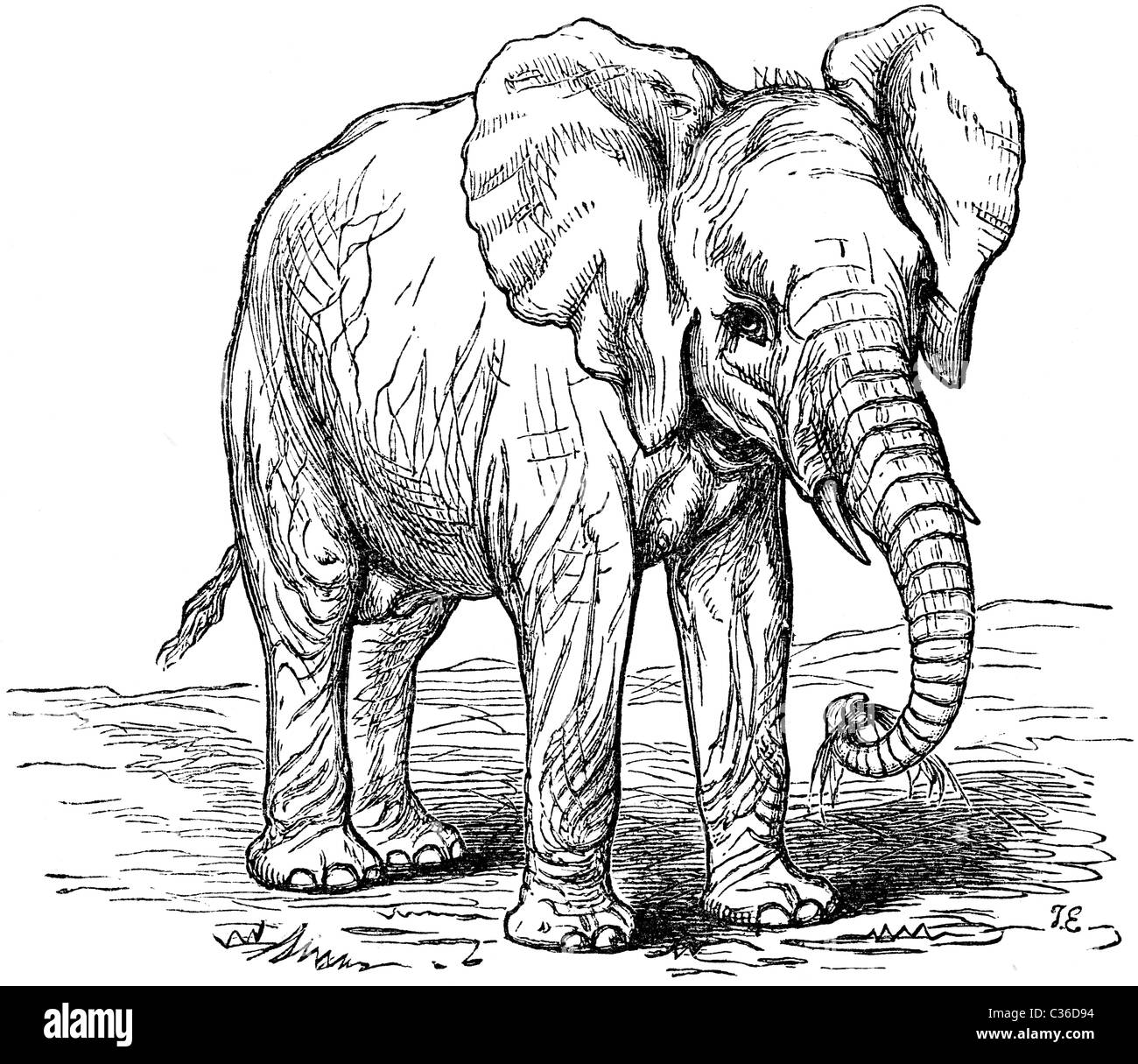 Xix secolo illustrazione del libro preso dalla nona edizione (1875) della Enciclopedia Britannica, dell' elefante africano Foto Stock