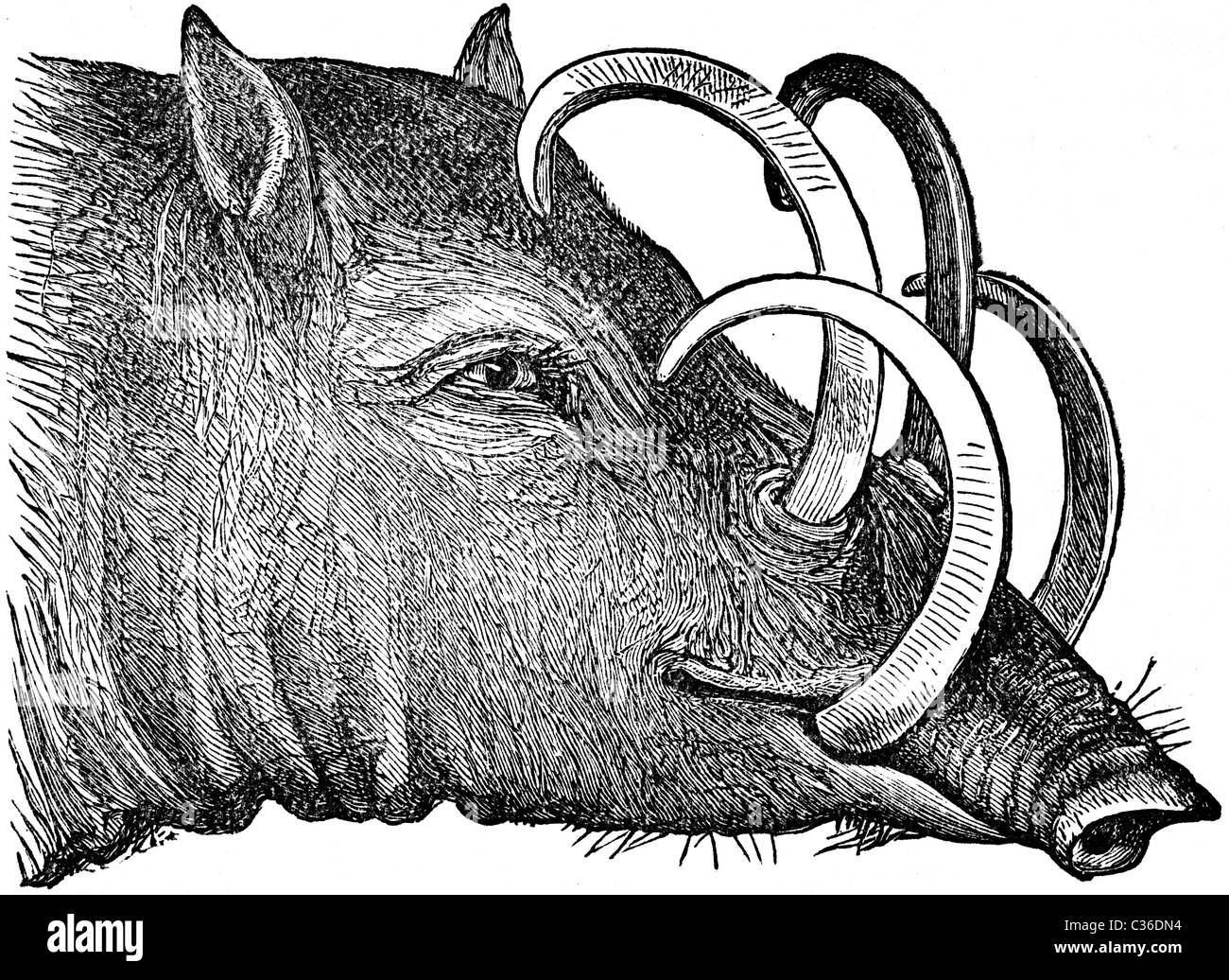 Xix secolo illustrazione del libro preso dalla nona edizione (1875) della Enciclopedia Britannica, della testa di Babirussa Foto Stock