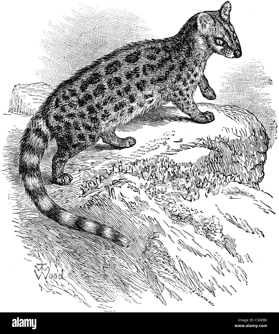 Xix secolo illustrazione del libro preso dalla nona edizione (1875) della Enciclopedia Britannica, di Genet Foto Stock