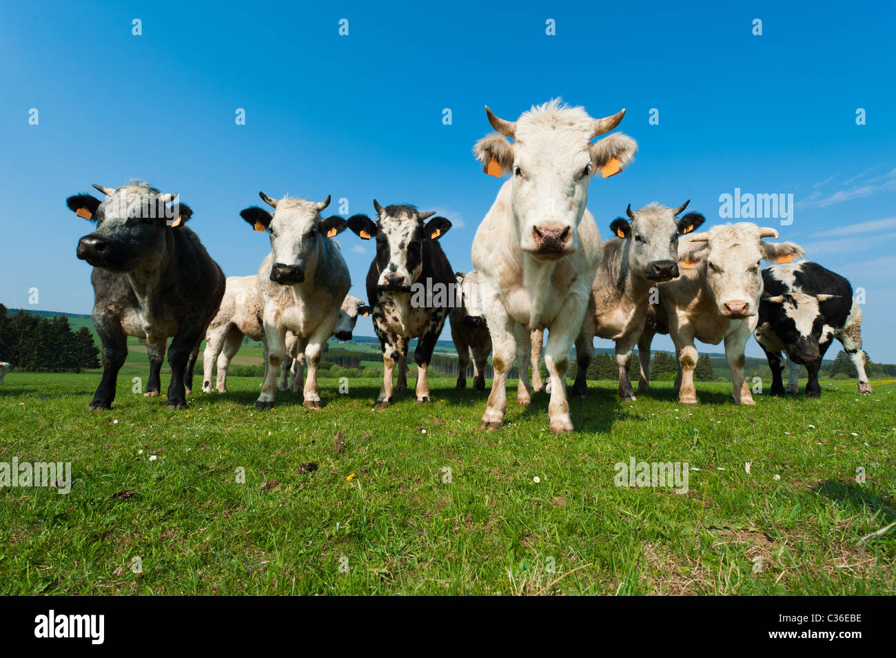 Vacche su su terreno coltivato nelle Ardenne, Belgio Foto Stock