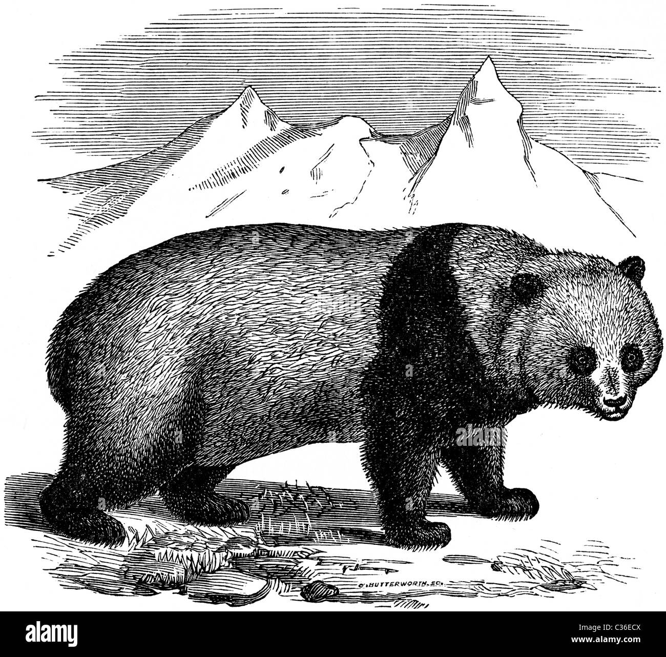 Xix secolo illustrazione del libro preso dalla nona edizione (1875) della Enciclopedia Britannica, del Panda Gigante Foto Stock