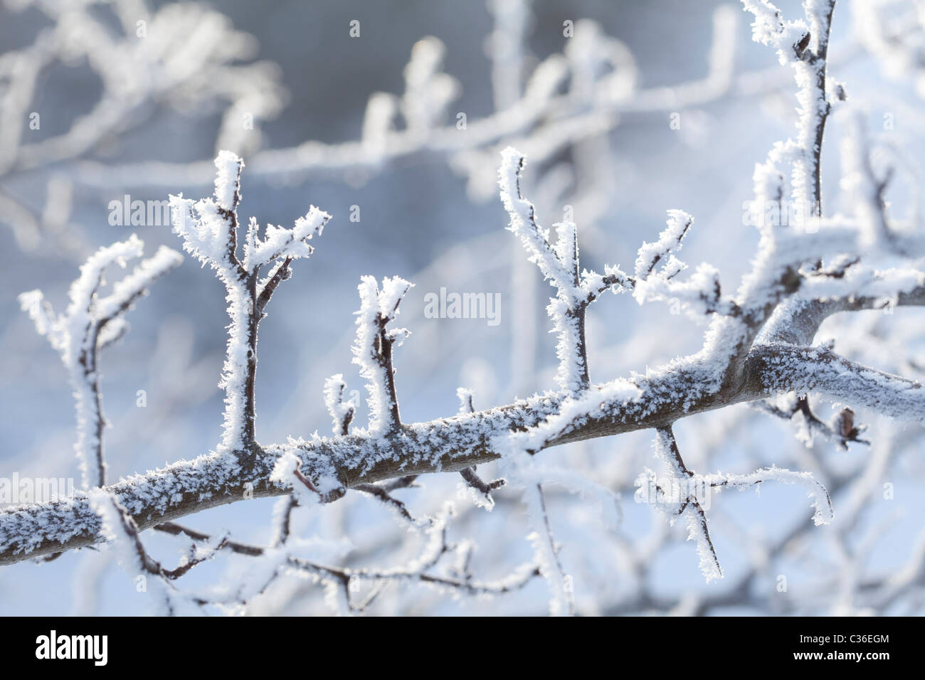 cristalli di ghiaccio Foto Stock