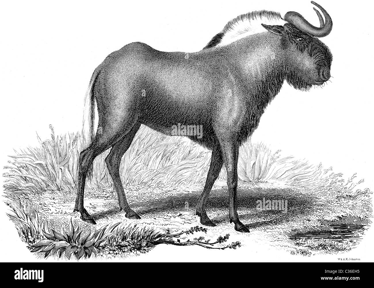 Xix secolo illustrazione del libro preso dalla nona edizione (1875) della Enciclopedia Britannica, di gnu antilopi Foto Stock