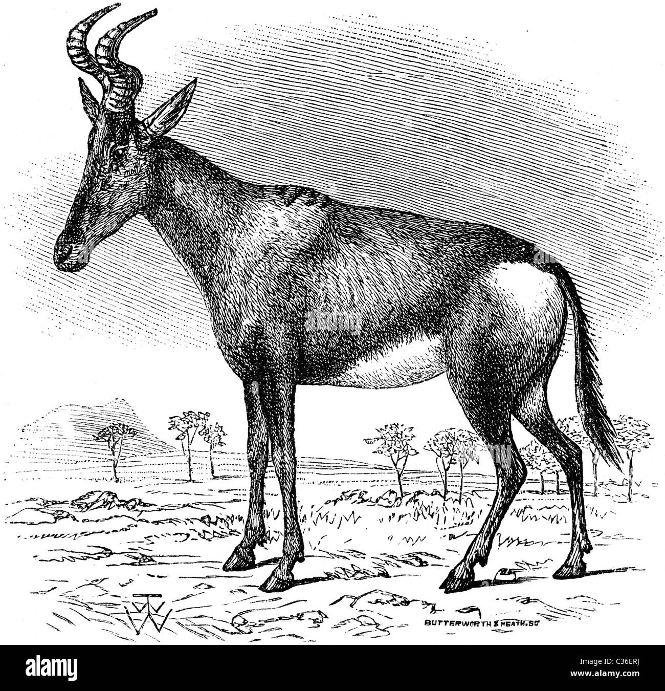 Xix secolo illustrazione del libro preso dalla nona edizione (1875) della Enciclopedia Britannica, di Harte-Beest Foto Stock
