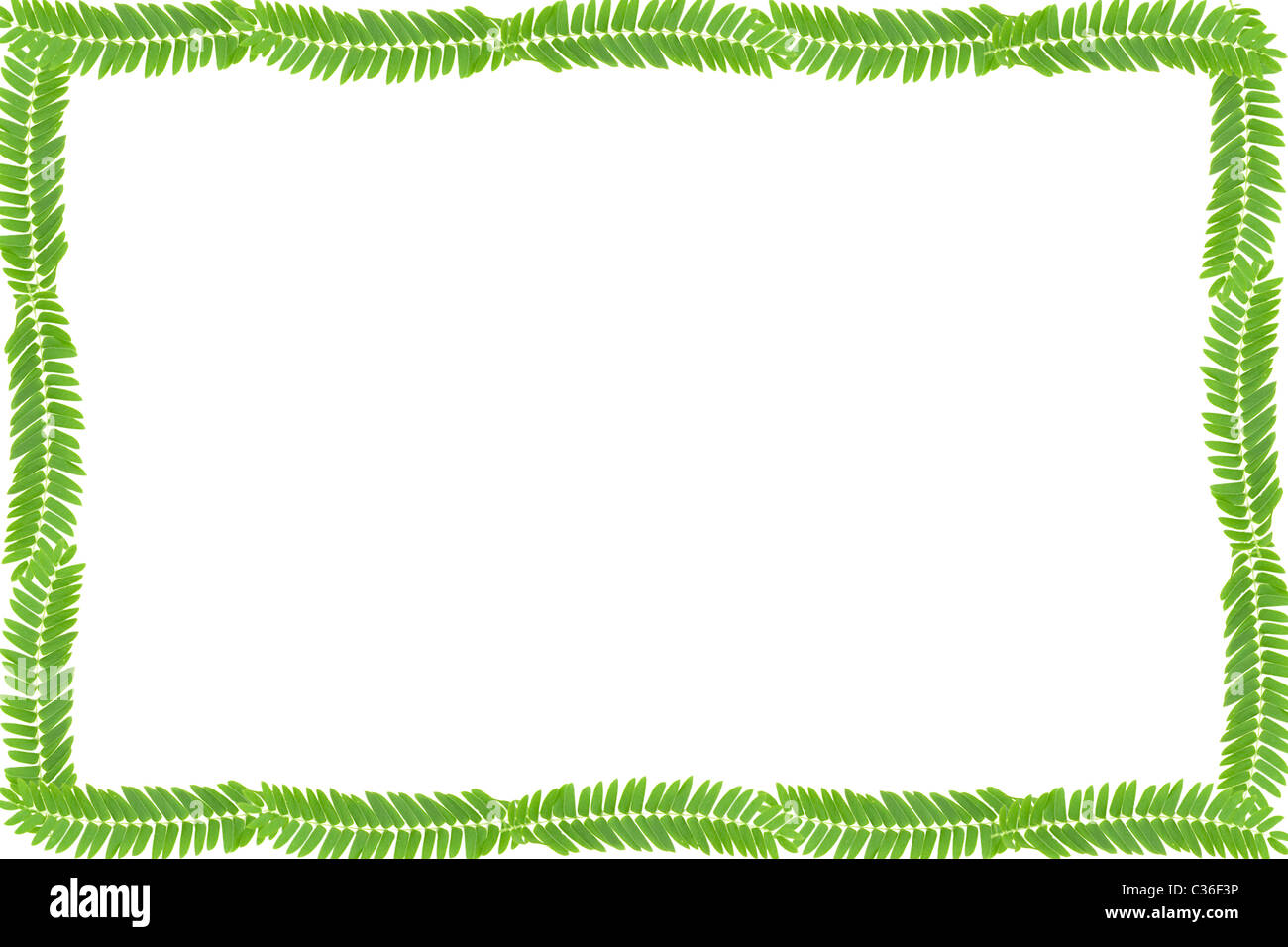Foglie verdi telaio con sfondo bianco con spazio di copia Foto Stock