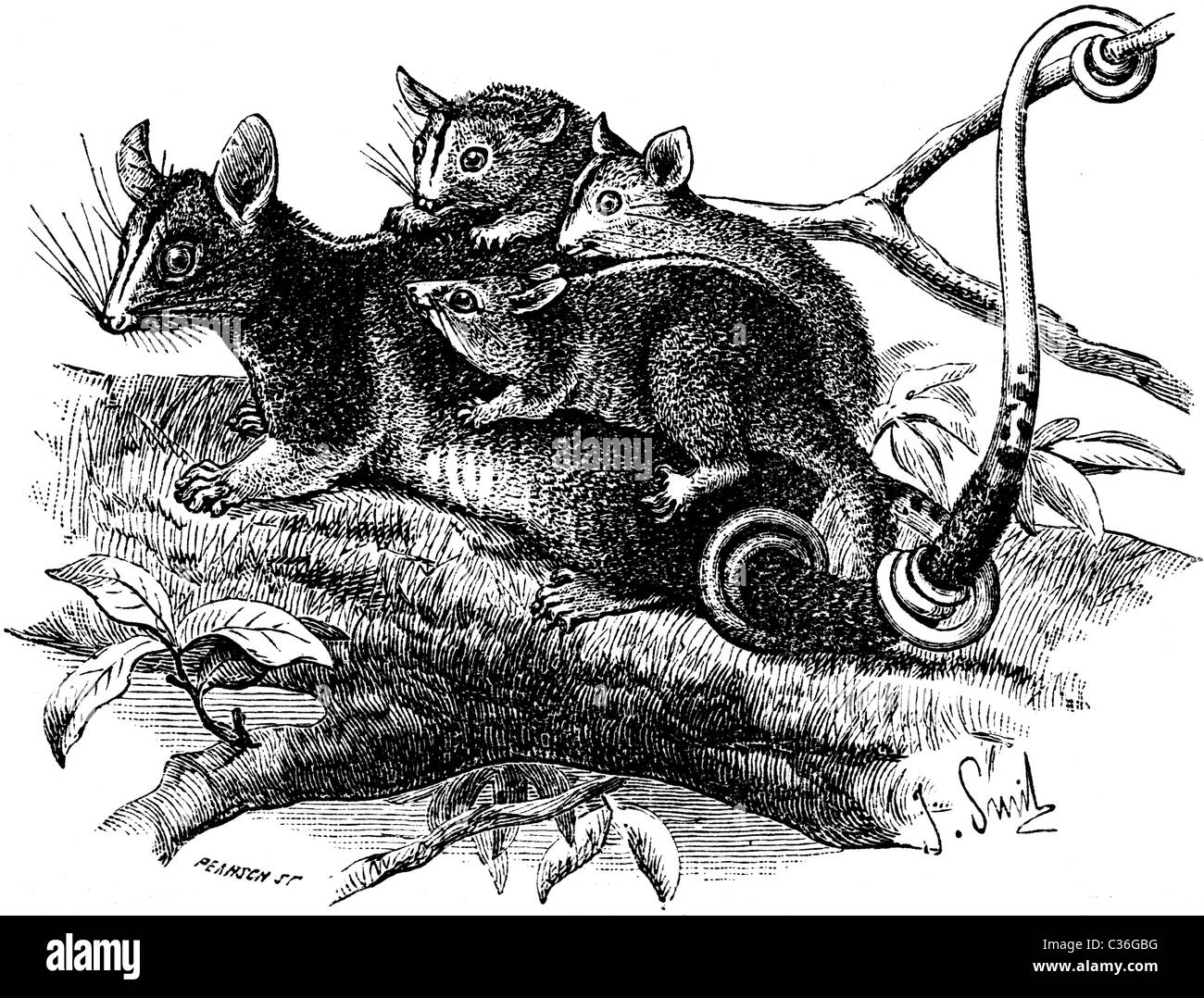 Xix secolo illustrazione del libro preso dalla nona edizione (1875) della Enciclopedia Britannica, di Opossum Foto Stock