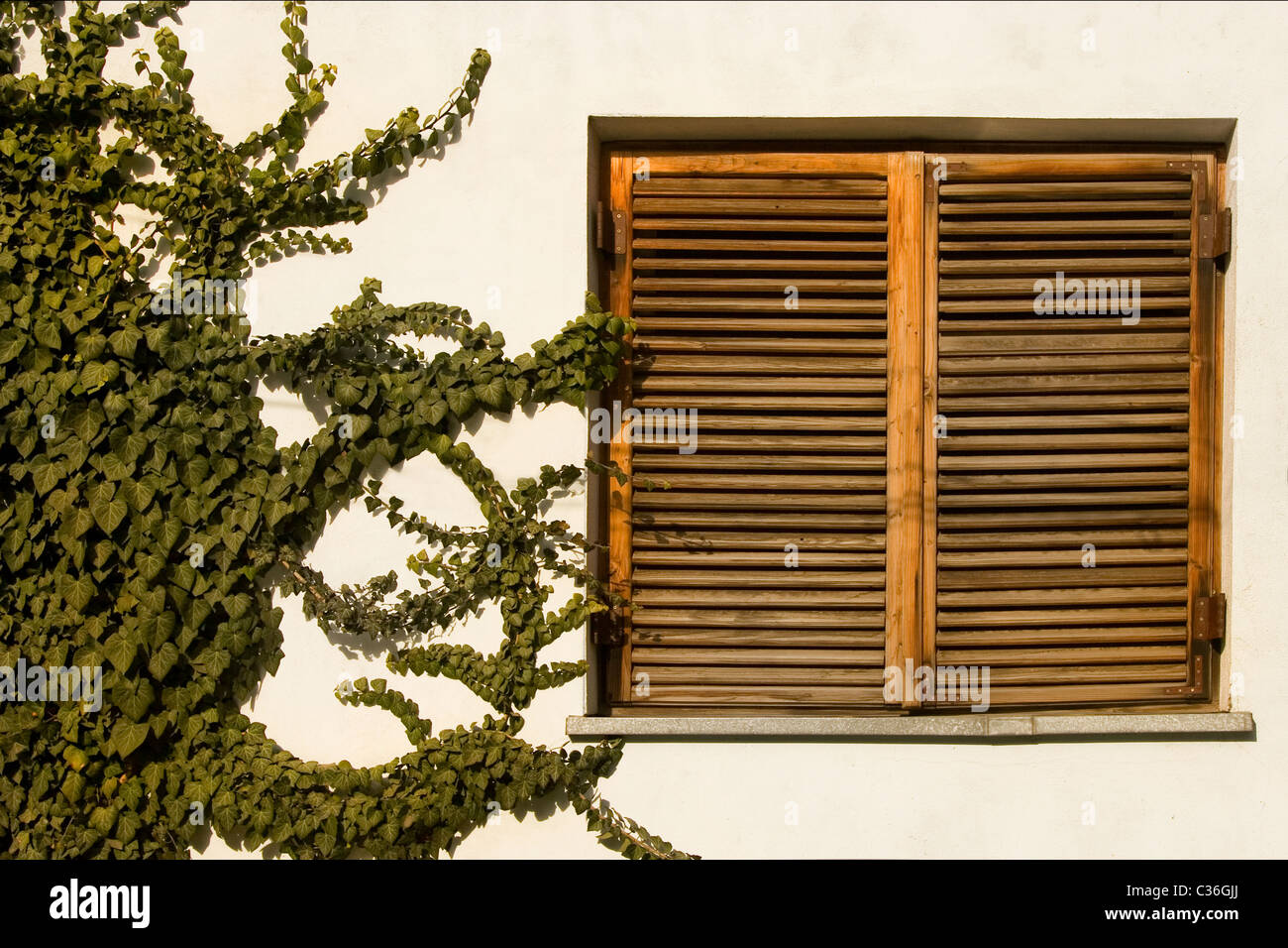 Antica finestra in legno e arrampicata pianta verde Foto Stock
