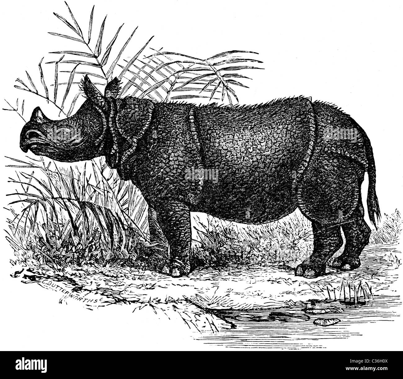 Xix secolo illustrazione del libro preso dalla nona edizione (1875) della Enciclopedia Britannica, di Iavan Rinoceronte Foto Stock