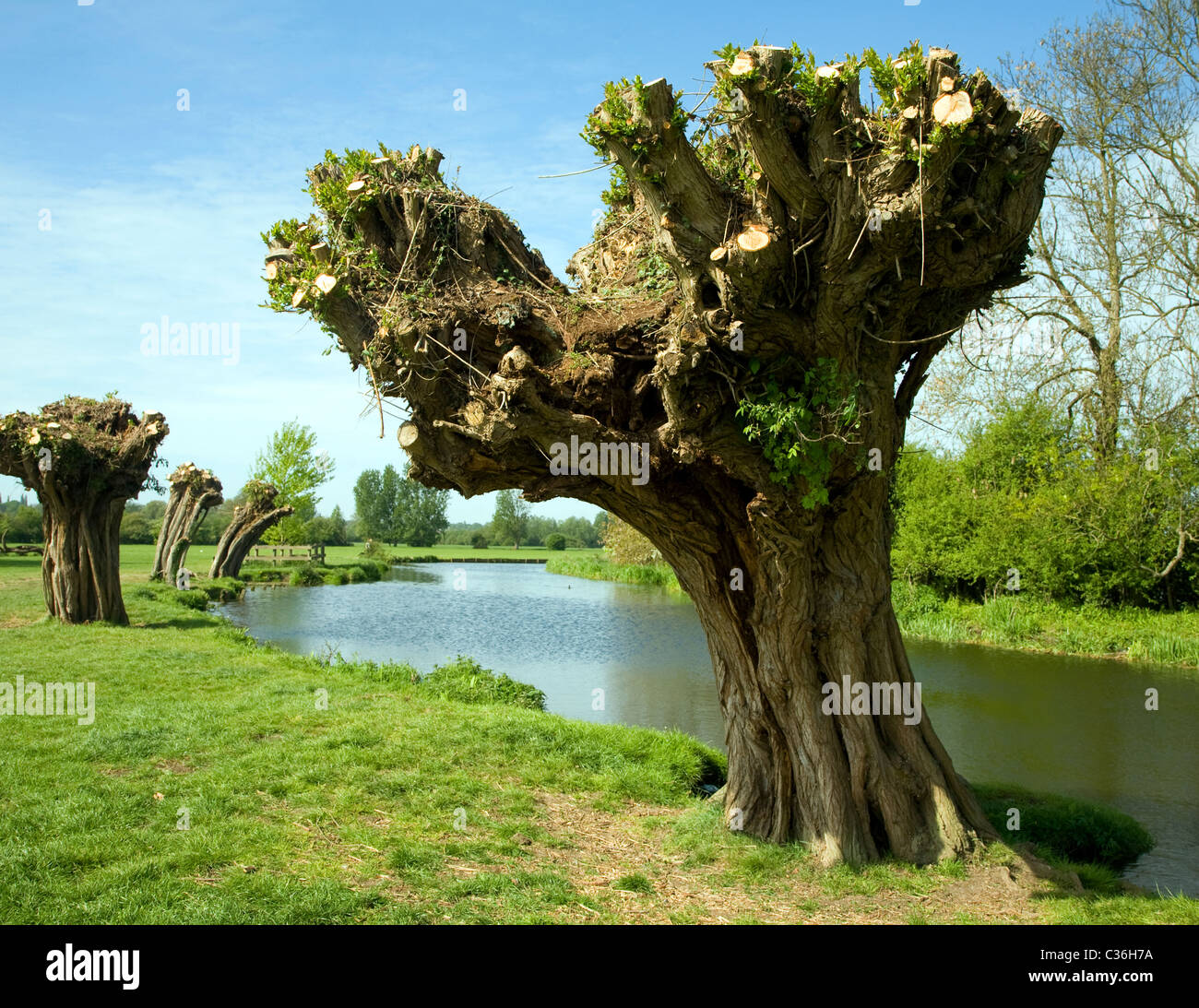 Antica pollarded salici fiume Stour Dedham Vale Suffolk Essex border Inghilterra Foto Stock