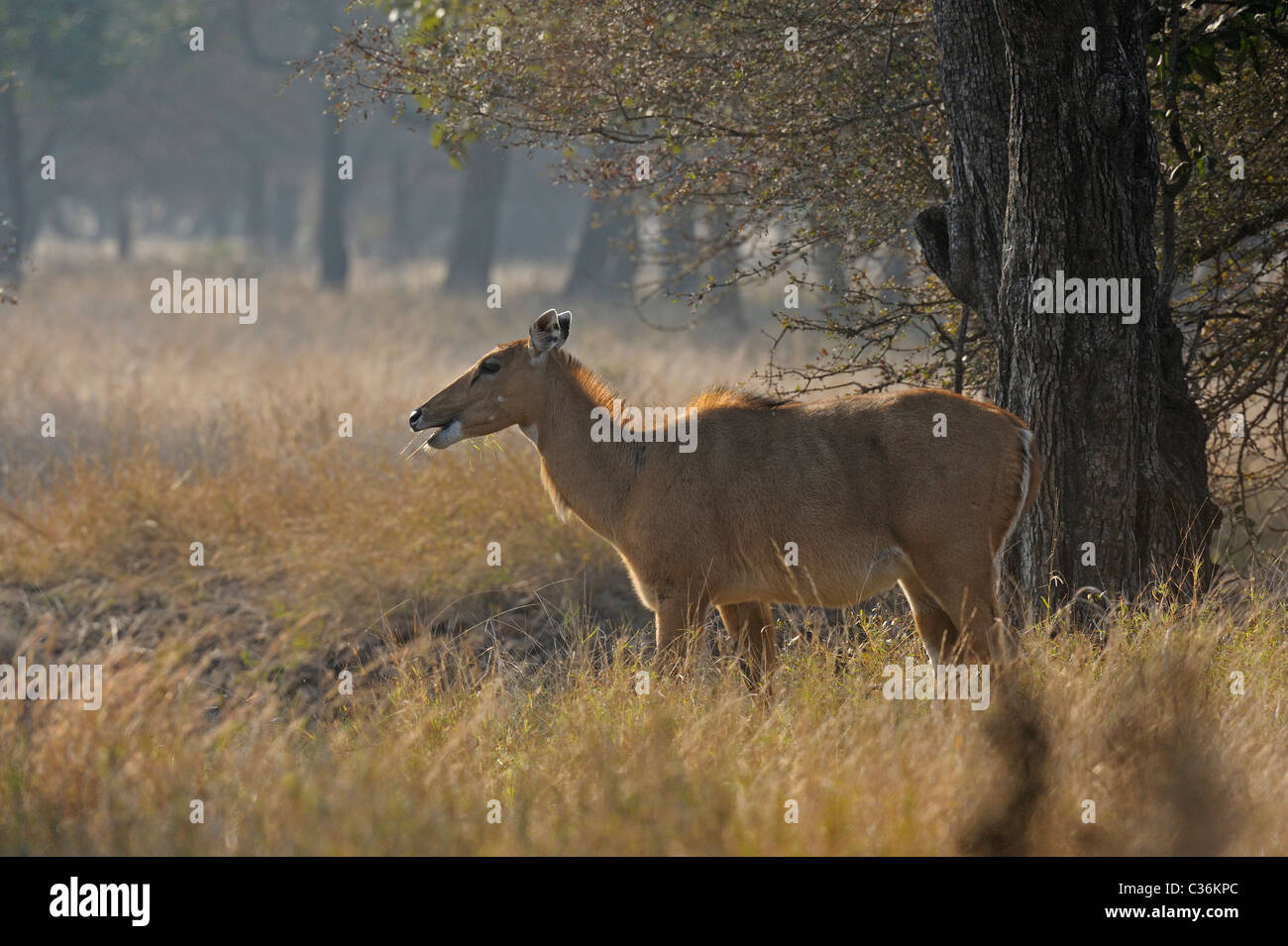 Indiano o antilope Nilgai femmina in Ranthambhore national park Foto Stock