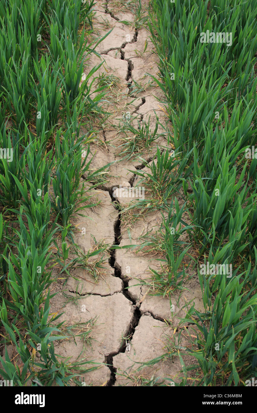 Rotto la massa a secco su British farmland in aprile 2011 Foto Stock