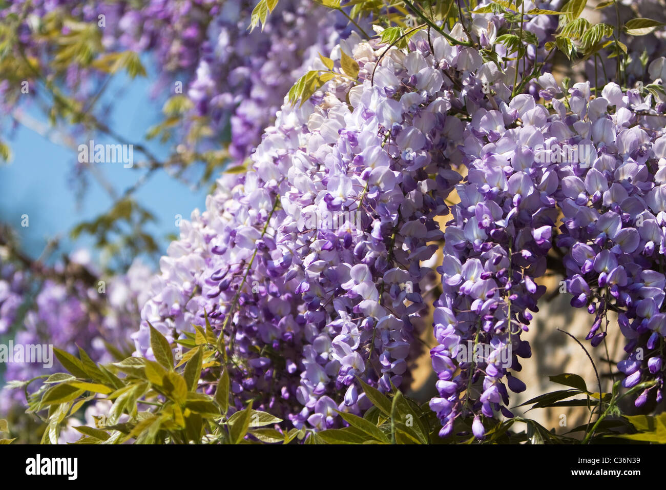 Il Glicine in primavera Foto Stock