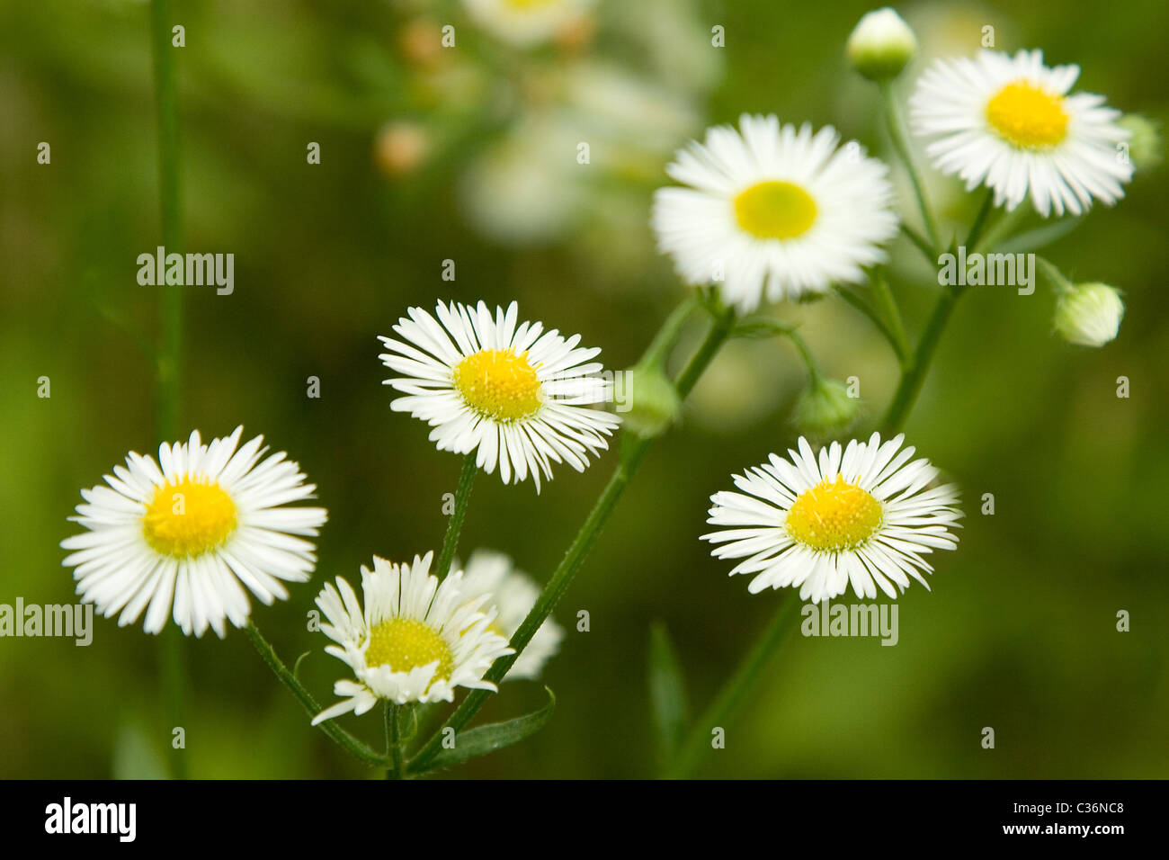 Close-up di fiori di camomilla sul verde sfondo naturale Foto Stock