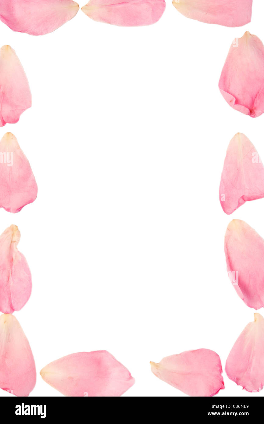 Quadro della rosa dei petali di rosa su sfondo bianco Foto Stock