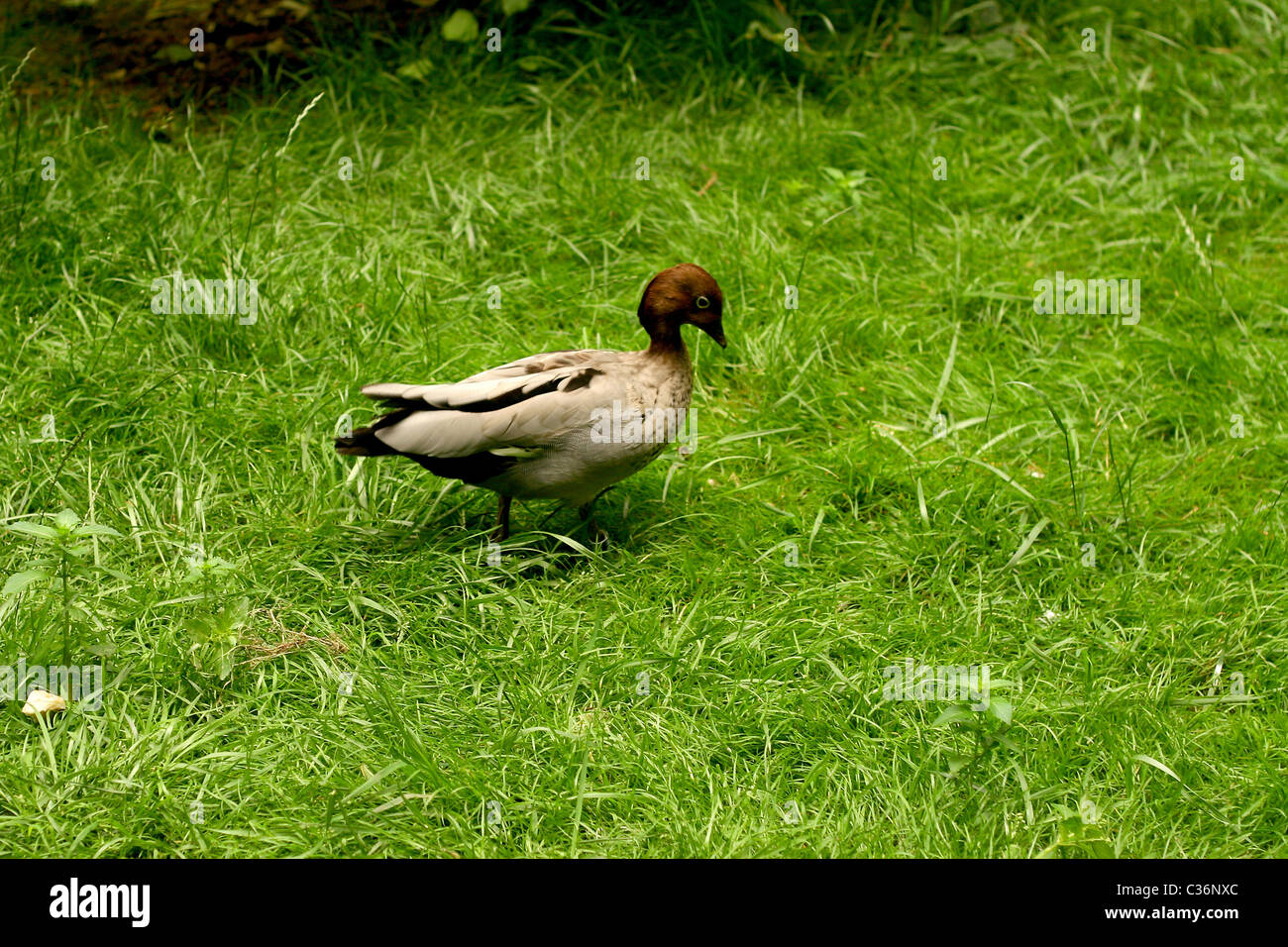 Giovani Mallard duck su erba verde sullo sfondo Foto Stock