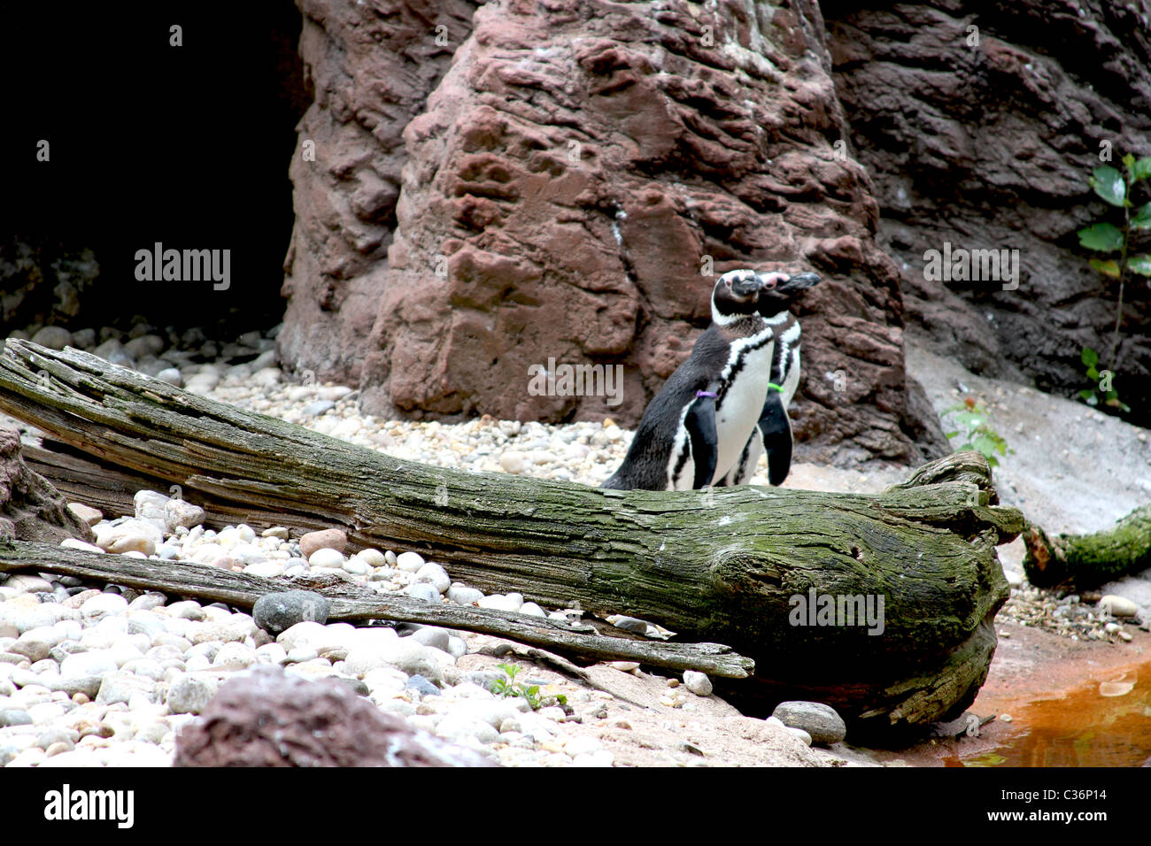 Pinguini a Bronx Zoo di New York City Foto Stock
