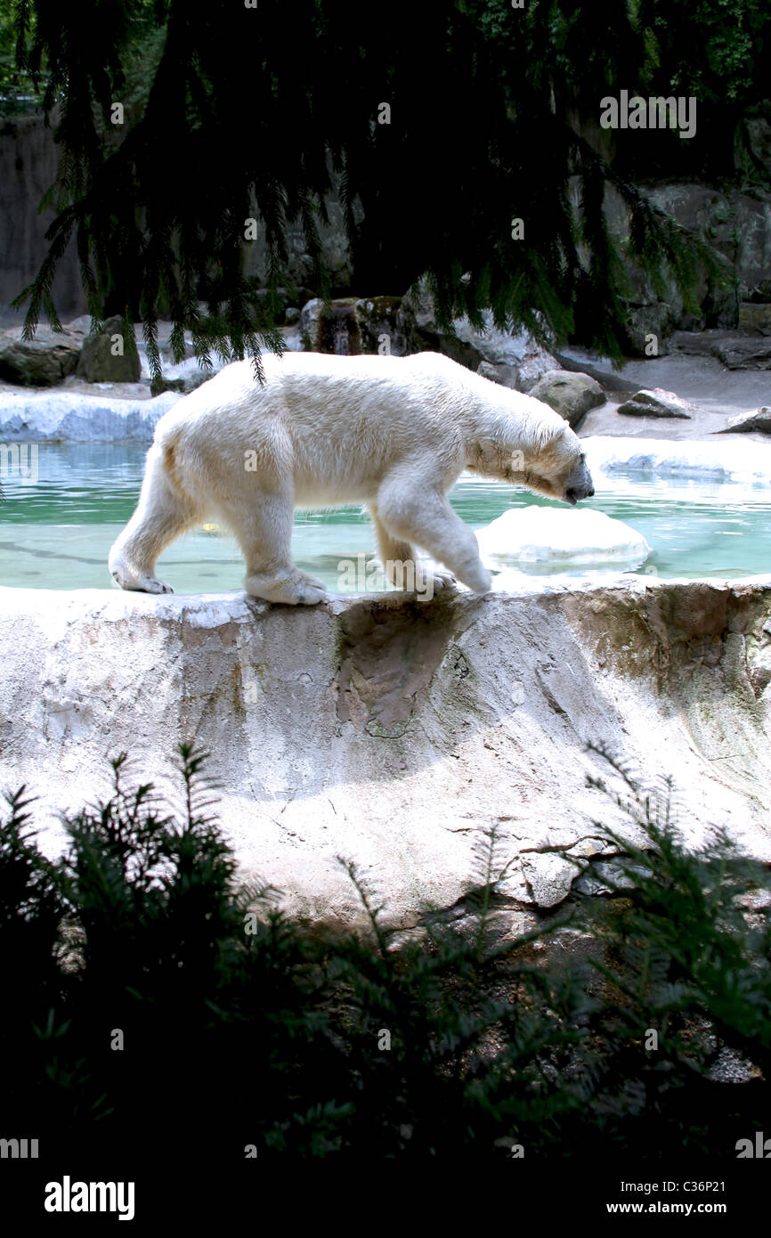 Vista laterale di un orso polare a Bronx Zoo Foto Stock