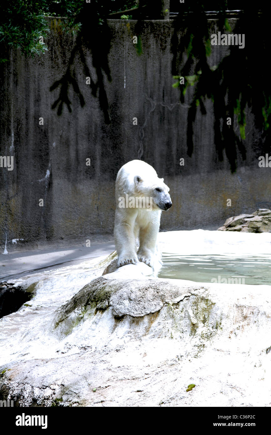 Vista frontale di un orso polare a New York City, Bronx Zoo Foto Stock