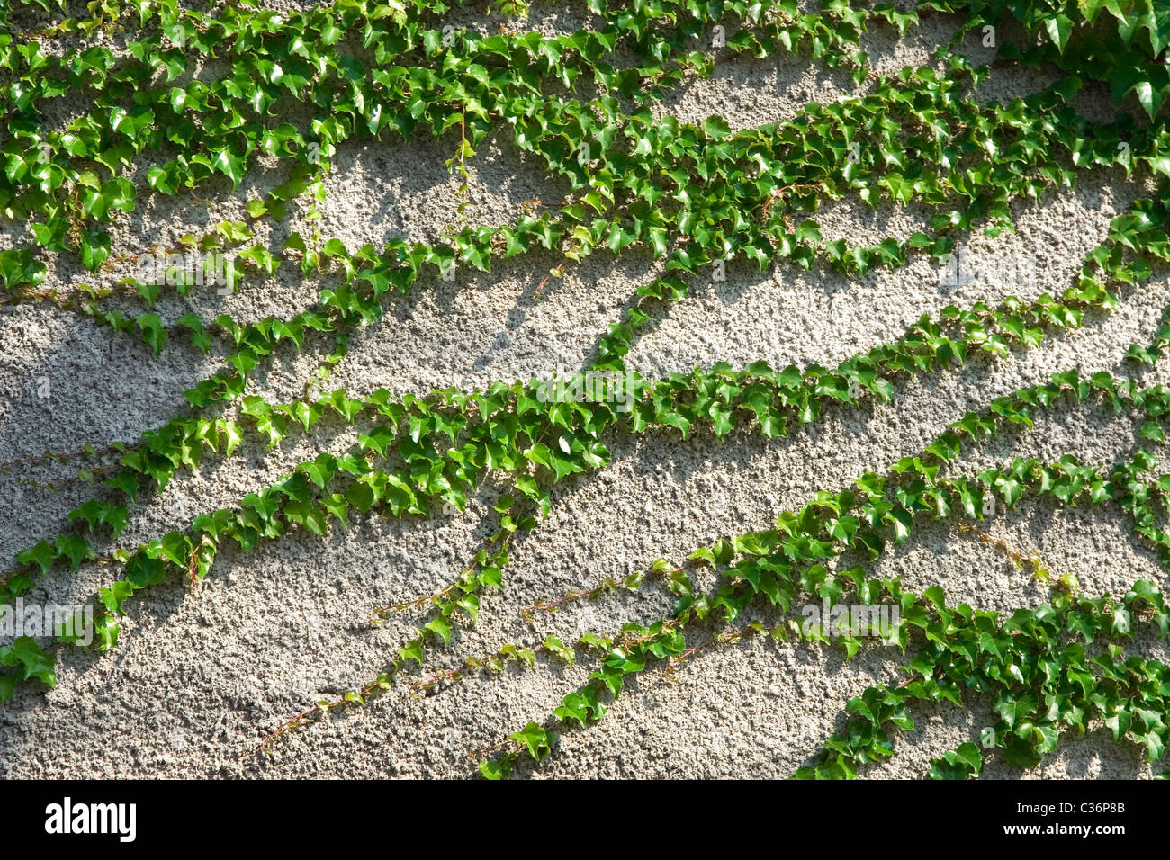 Vista frontale della pianta rampicante sul muro di cemento Foto Stock