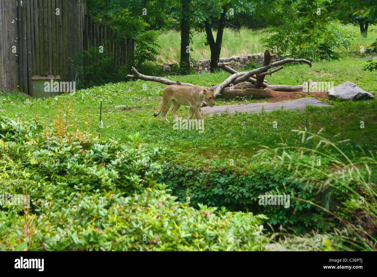 Leonessa a Bronx Zoo Foto Stock