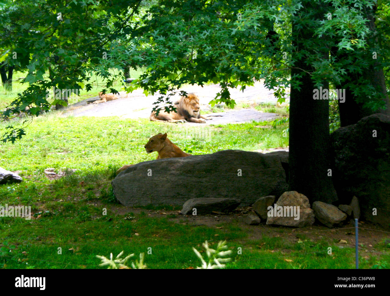 Leonessa e Lion di relax presso il Bronx Zoo di New York City Foto Stock