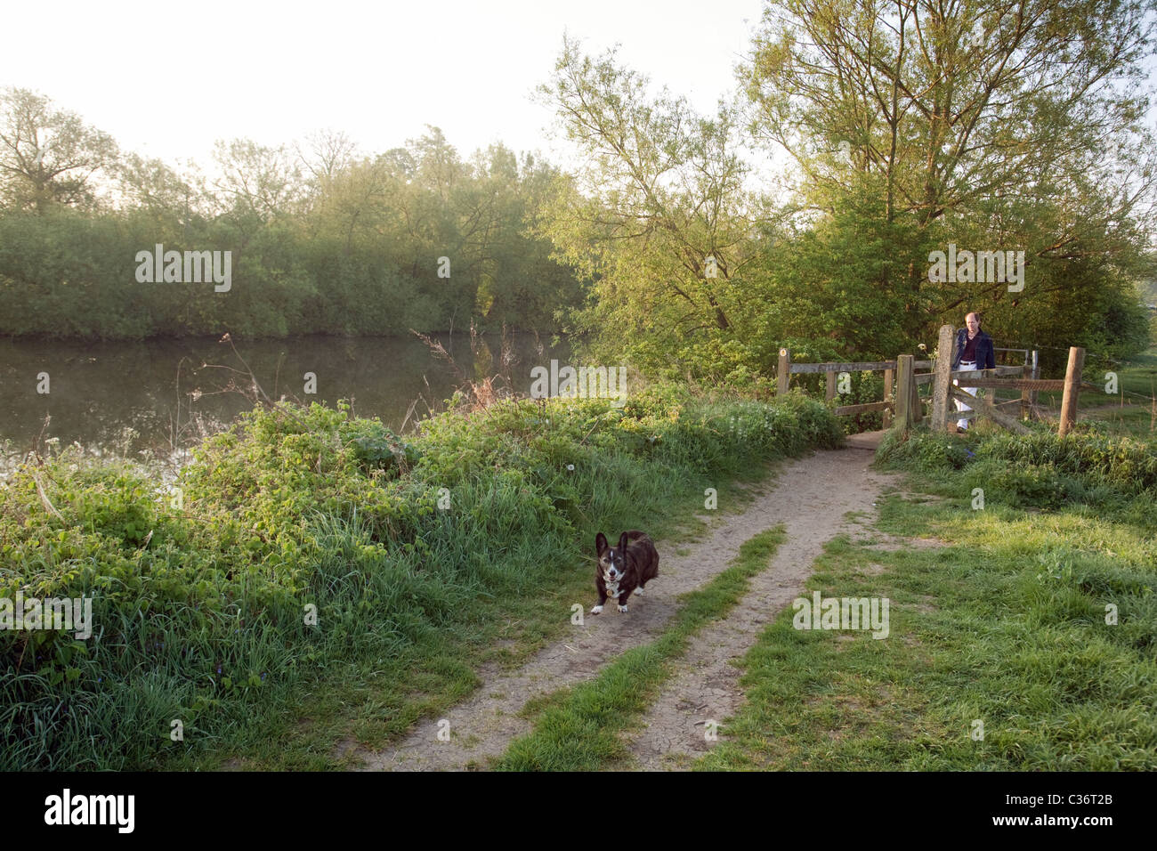 Un uomo che cammina il suo cane lungo il percorso del Tamigi a Wallingford, Oxfordshire Foto Stock