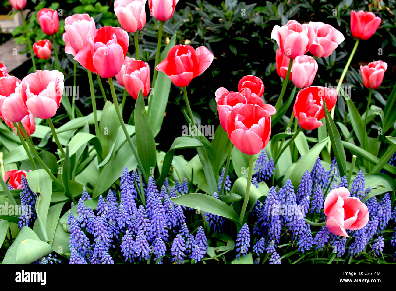 I tulipani in Sprintime Foto Stock