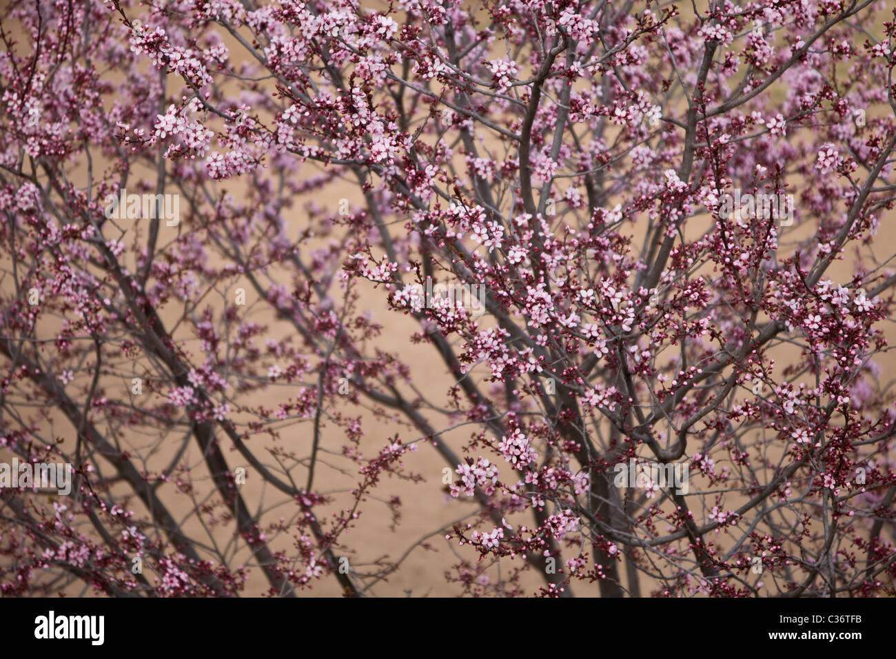 Boccioli di rosa su un fiore di ciliegio Tree (Prunus sargentii) in Jerome, Arizona, Stati Uniti. Foto Stock