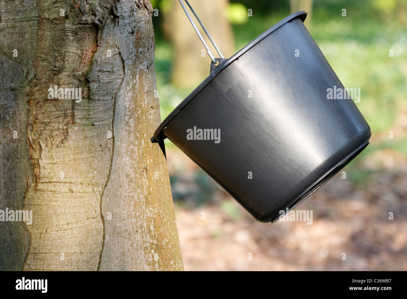 Il tronco di un Maple (Acer saccharum) con una benna di nero che è il modo per ottenere il SAP per lo sciroppo d'acero. Foto Stock