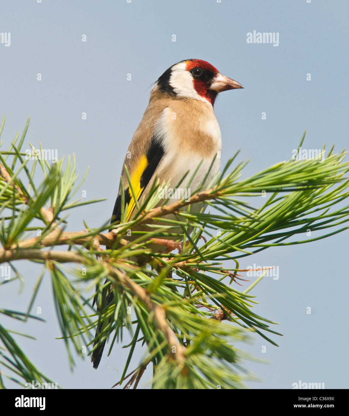 Si tratta di un cardellino (Carduelis carduelis) un colorato residenti in UK garden bird. Foto Stock
