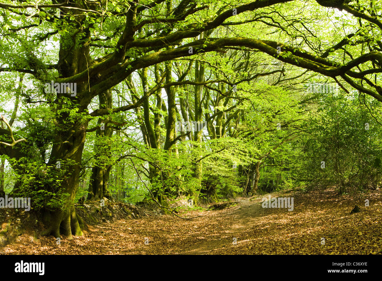 Legno Dommett, Somerset, Regno Unito. Faggi. Foto Stock