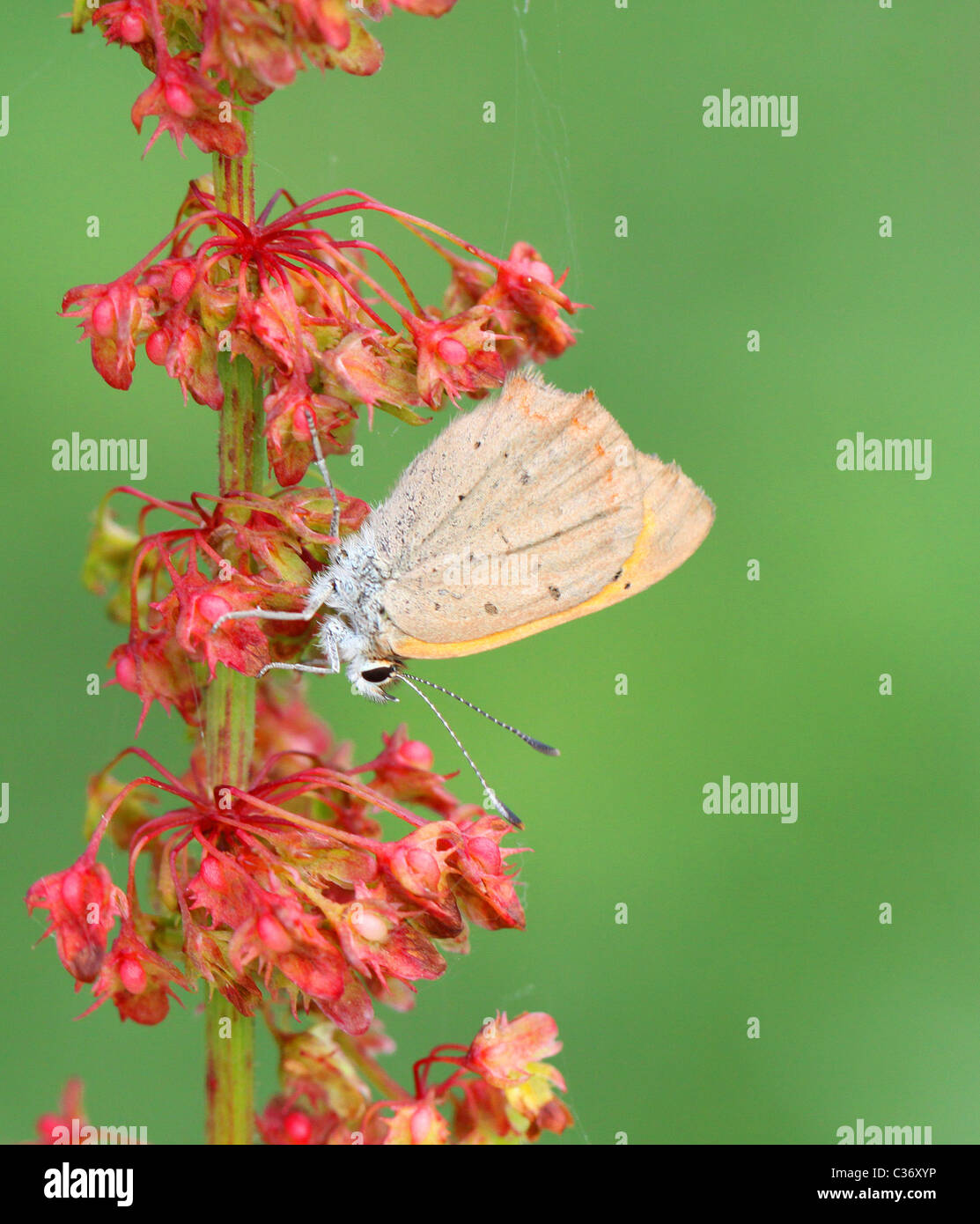 Piccola farfalla di rame  Lycaena phlaeas Foto Stock