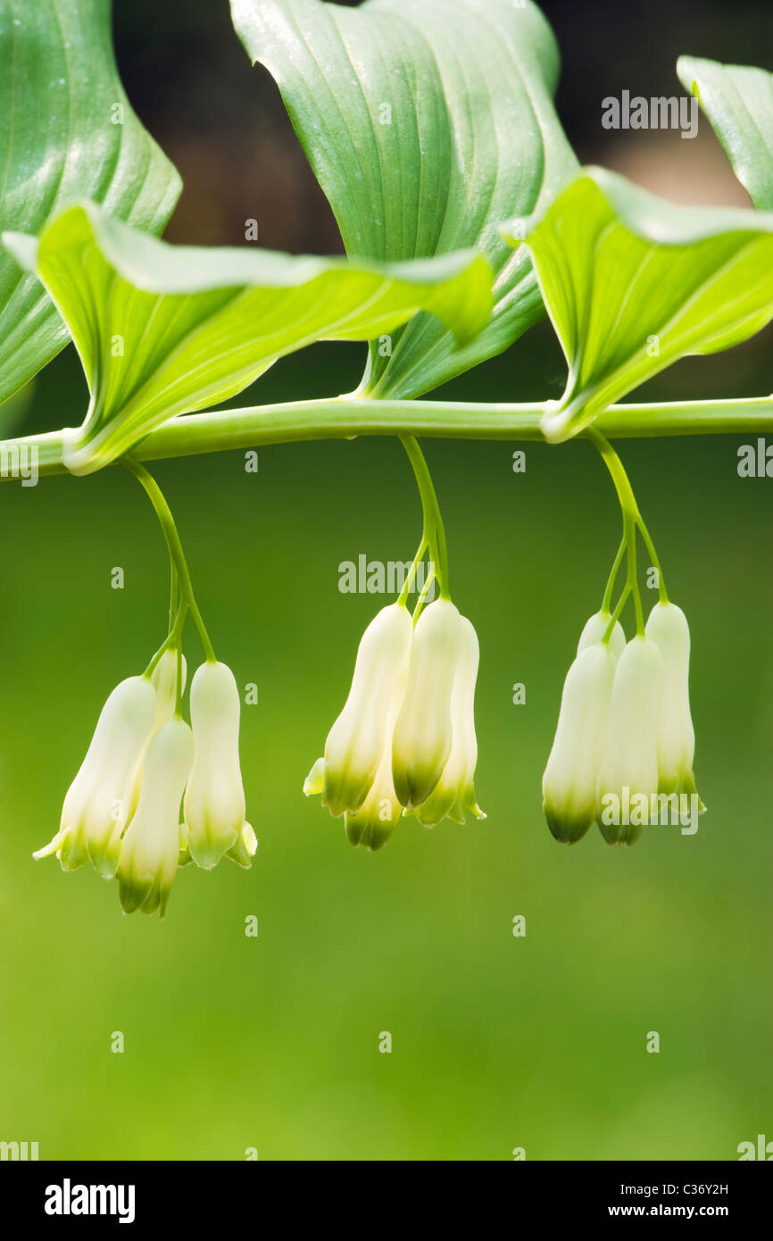 Polygonatum biflorum, Salomone del sigillo. Surrey, Regno Unito Foto Stock Polygonatum biflorum, Salomone del sigillo. Surrey, Regno Unito Foto Stock
