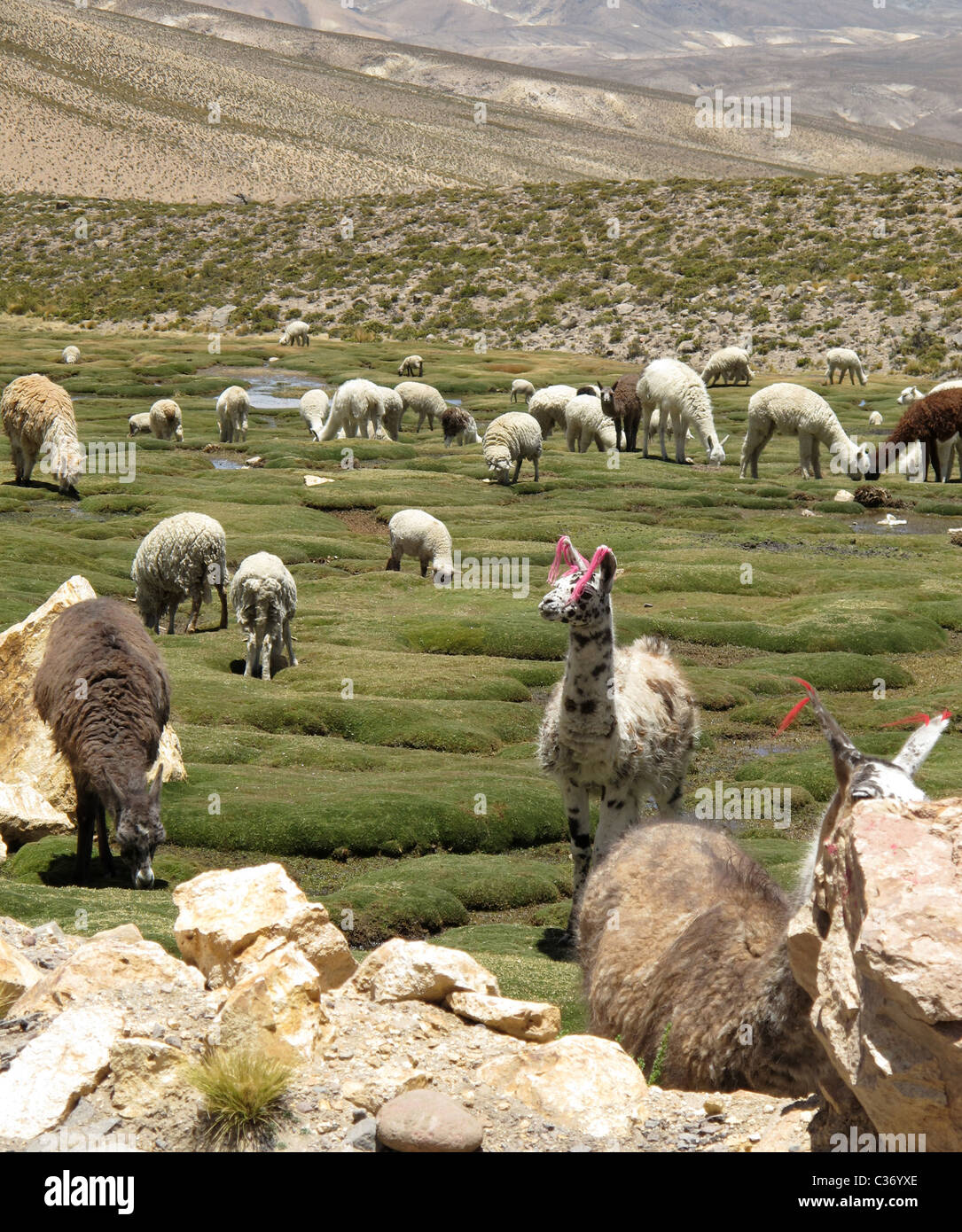 L'addomesticamento della lama, contrassegnato con nastri rossi dal proprietario, tra Arequipa e di Chivay, nei pressi di Colca Valley,Perù Foto Stock